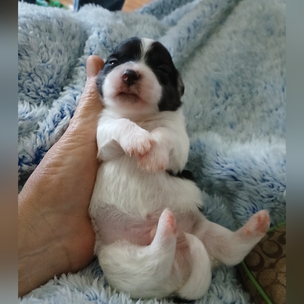 Meet The Rescues We Have - Picture 2 of 16